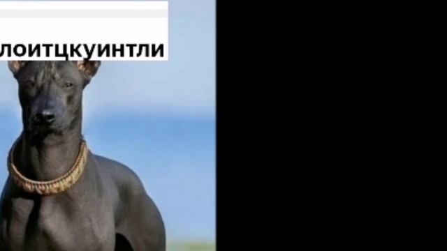 Шуточная фаза для всех смотреть онлайн