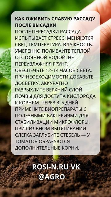 Как оживить слабую рассаду после высадки