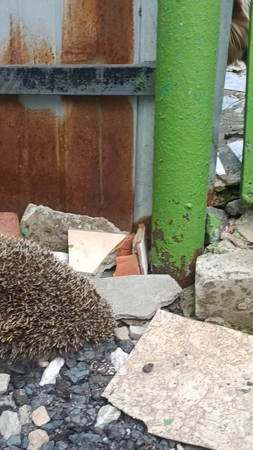 Гость пришёл, а он его в дверь не пускает. 👍😉🐶😄🦔