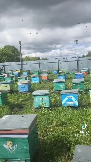 🐝♥️🐝♥️🐝♥️🐝 смотреть онлайн