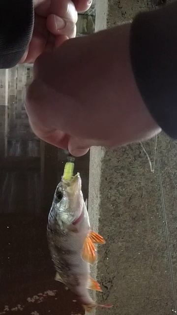 Разловил подгончик! Окунь на ультралайт под мостом небольшой реки!