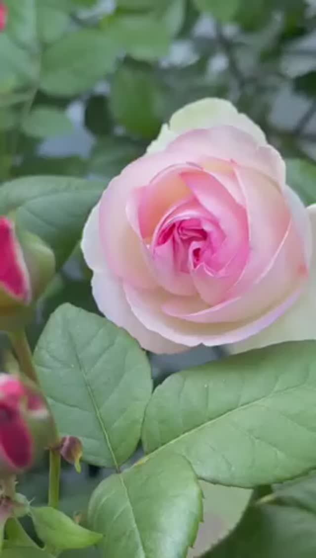 Пьер, Мадам де Сталь, жимолость 💐 смотреть онлайн