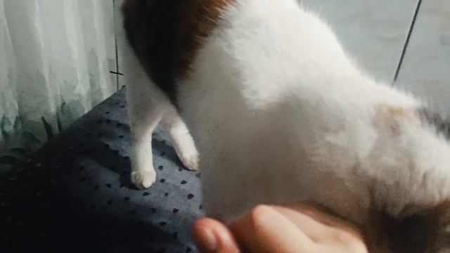 Кошечка Мурочка🌸 смотреть онлайн