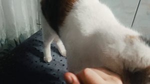 Кошечка Мурочка🌸