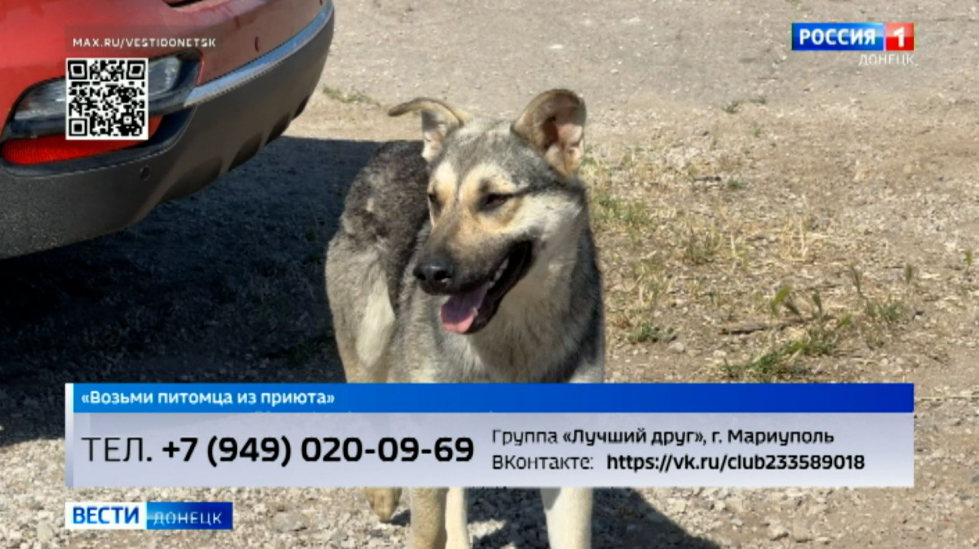 Возьми питомца из приюта смотреть онлайн
