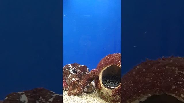 Подводное царство. Музей мирового океана в Калининграде.