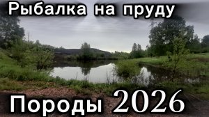 Рыбалка в Киселёвске  на пруду породы 2026