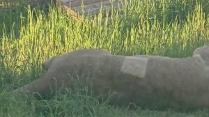 Украденное завтра у львов