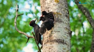Ухаживания мандаринки за кряквой, любопытное потомство чёрного дятла и домашние хлопоты барсука