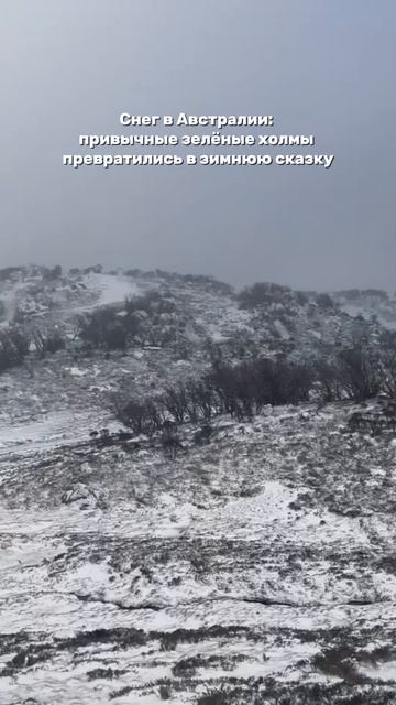 Кенгуру и австралийцы в шоке от погодных сюрпризов