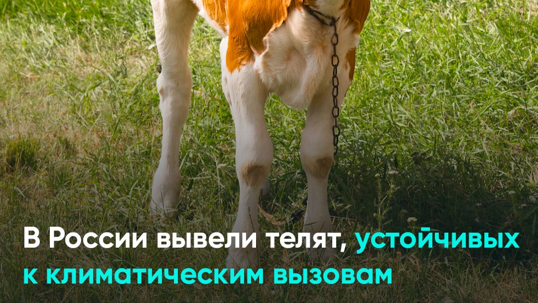 В России вывели телят устоичивых к климатическим вызовам