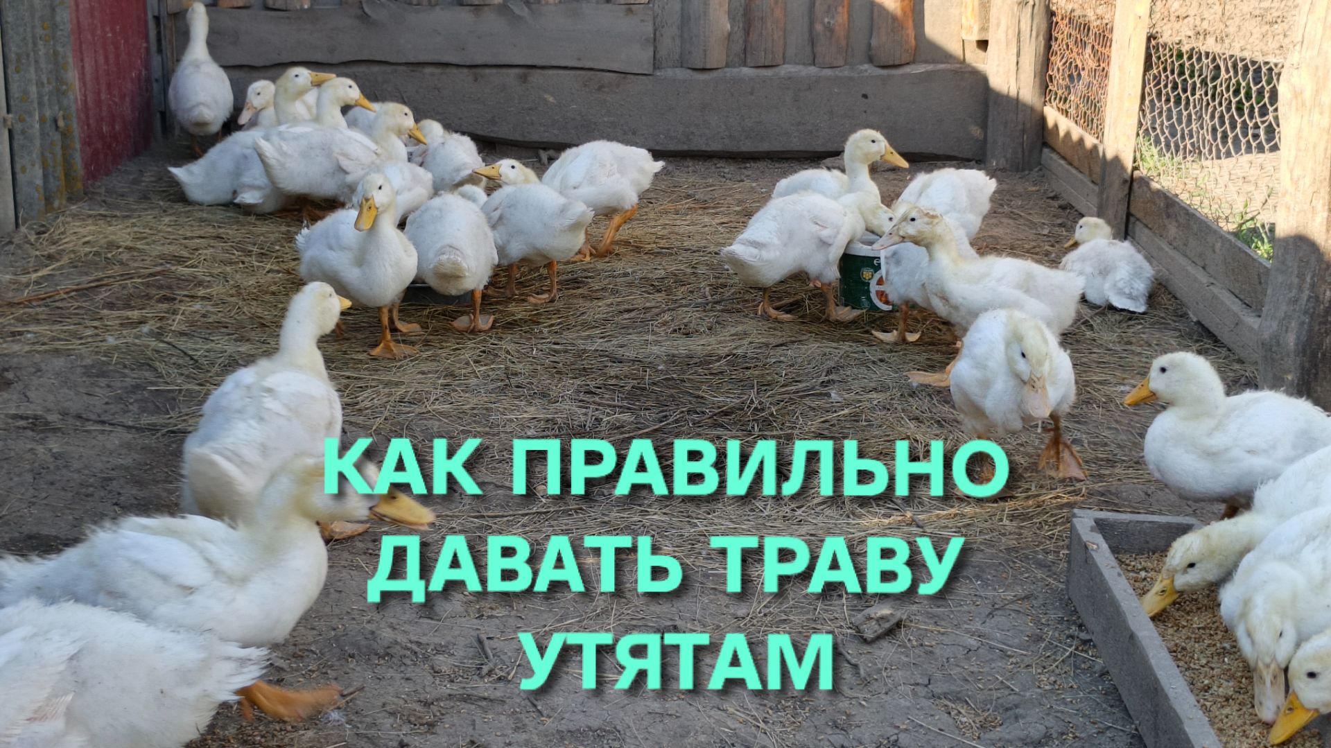 Домашнее птицеводство Как правильно давать траву уткам