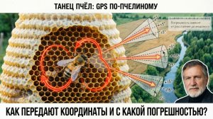 Танец пчёл-разведчиц: насколько точна их навигация? Отвечает профессор Кашковский 🐝🧭