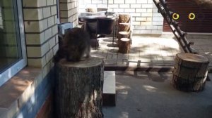 Еноты в зоопарке «Лимпопо» переехали в новый вольер