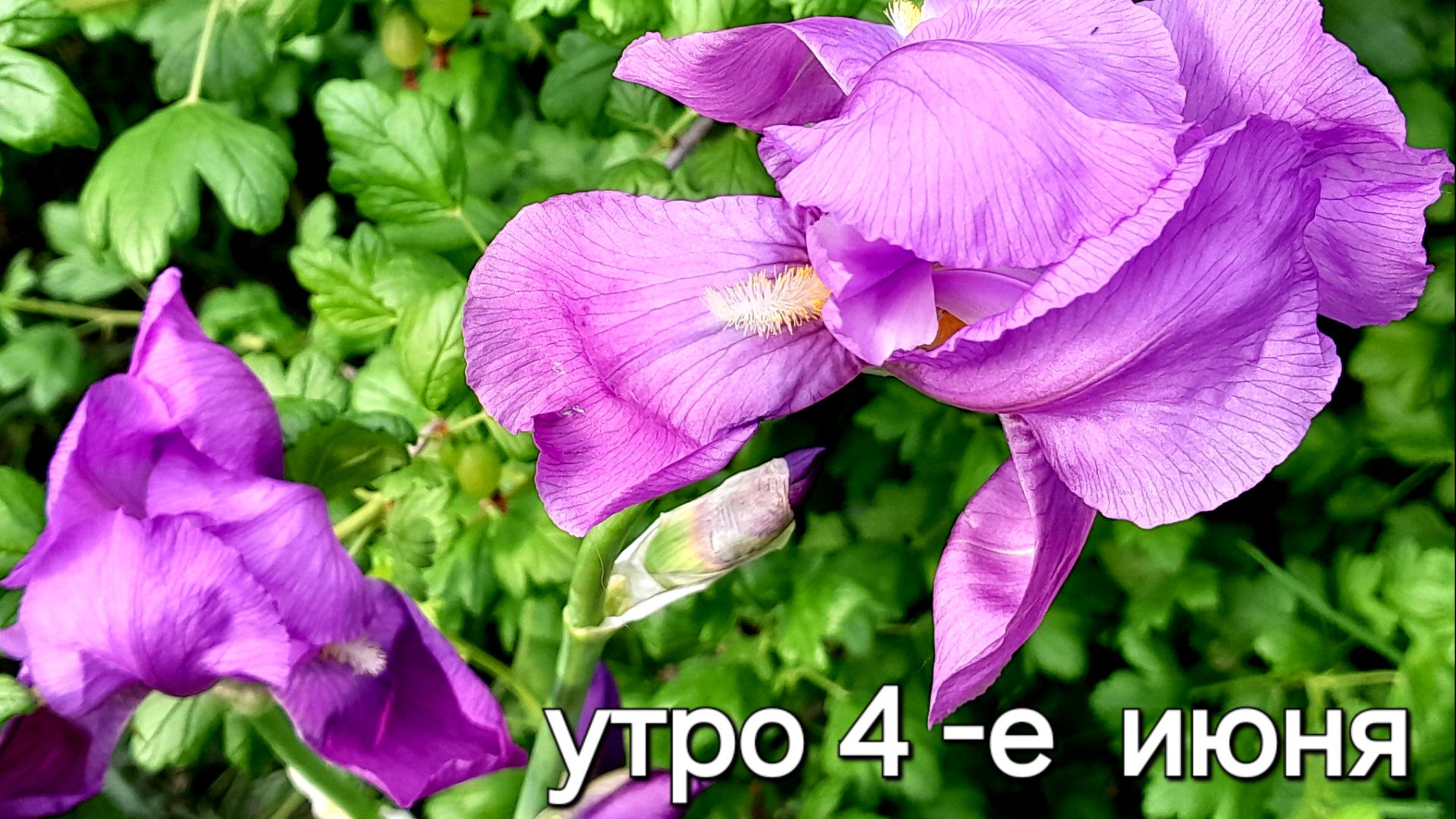 Утро 4-е июня 2026 👋 завтрак ☕️🧀 / беда на моём огороде 🥴😱 смотреть онлайн