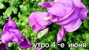 Утро 4-е июня 2026  👋  завтрак ☕️🧀 / беда на моём огороде 🥴😱