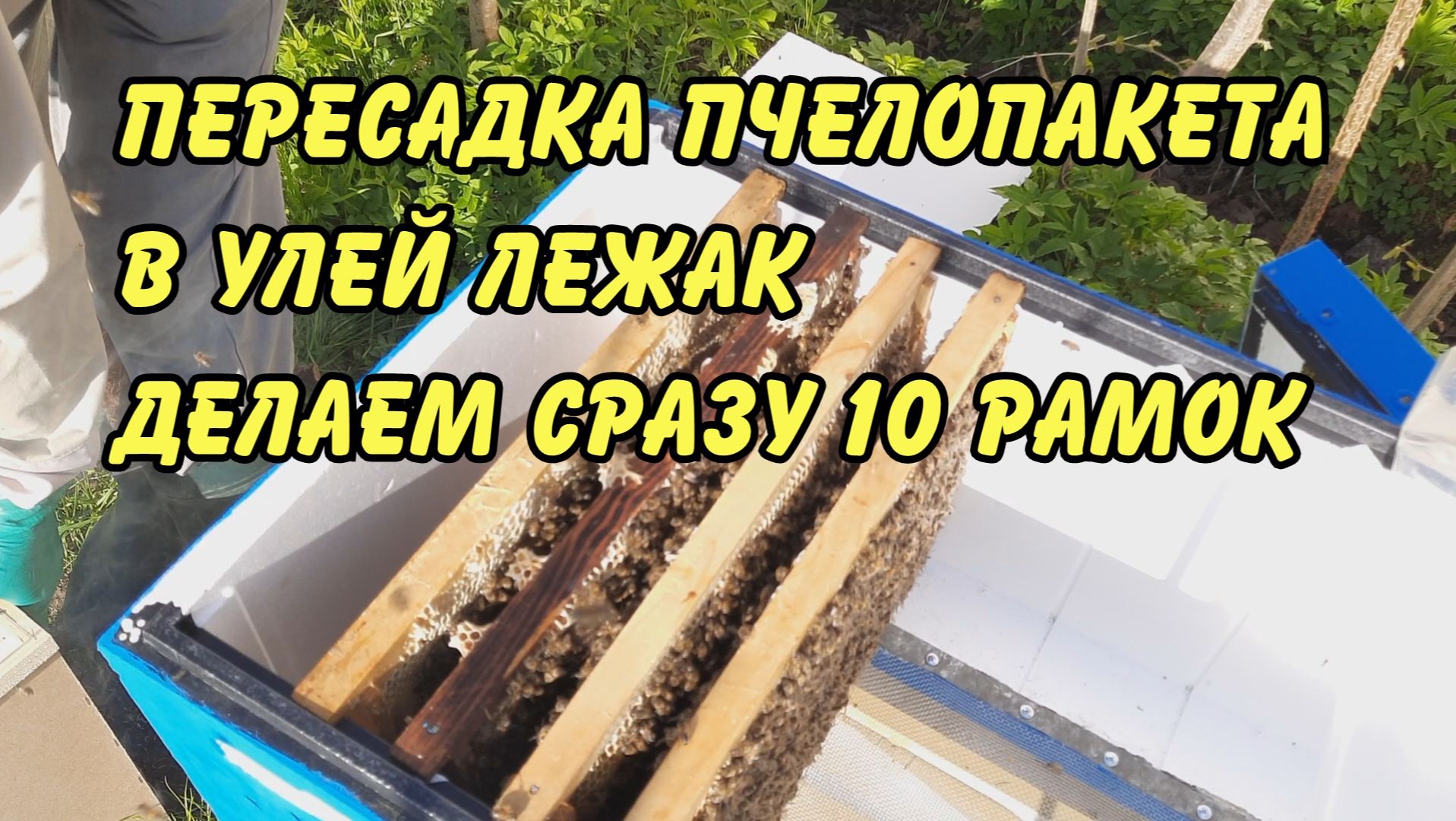 пересадка пчелопакета в улей лежак делаем сразу 10 рамок. 2023