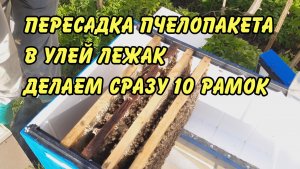 пересадка пчелопакета в улей лежак делаем сразу 10 рамок. 2023