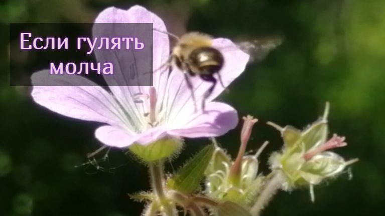 Почему стоит сходить в лес в июне? Настоящая магия