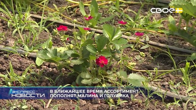 Новости на Своём от 3 июня 2026 г. 21.00