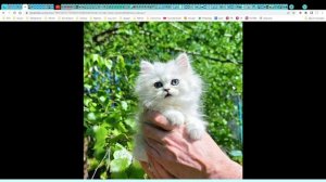 Котята питомника кошек  ИСКРЫ СЕРЕБРА