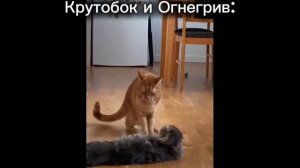 Коты воители в реальной жизни!(1 часть) Окрас и сцены могут маленько не совпадать с книгой.