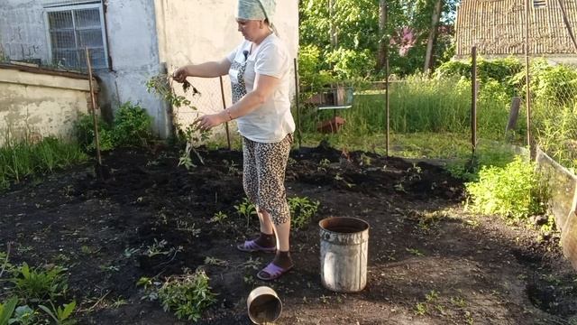 НЕ РУГАЙТЕ И НЕ СУДИТЕ СТРОГО, ВЫСАЖИВАЮ РАССАДУ смотреть онлайн