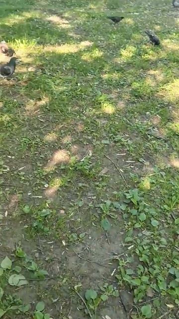 Голубь-альбинос смотреть онлайн