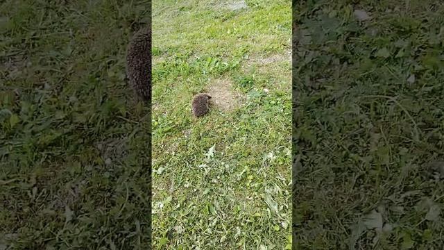378.mp4 смотреть онлайн