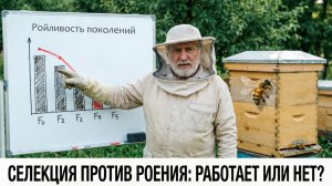Селекция против роения: самый надёжный способ или полумера? Отвечает профессор Кашковский 🐝🧬