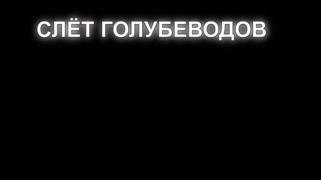 очередной слёт голубеводов г Узловая. смотреть онлайн