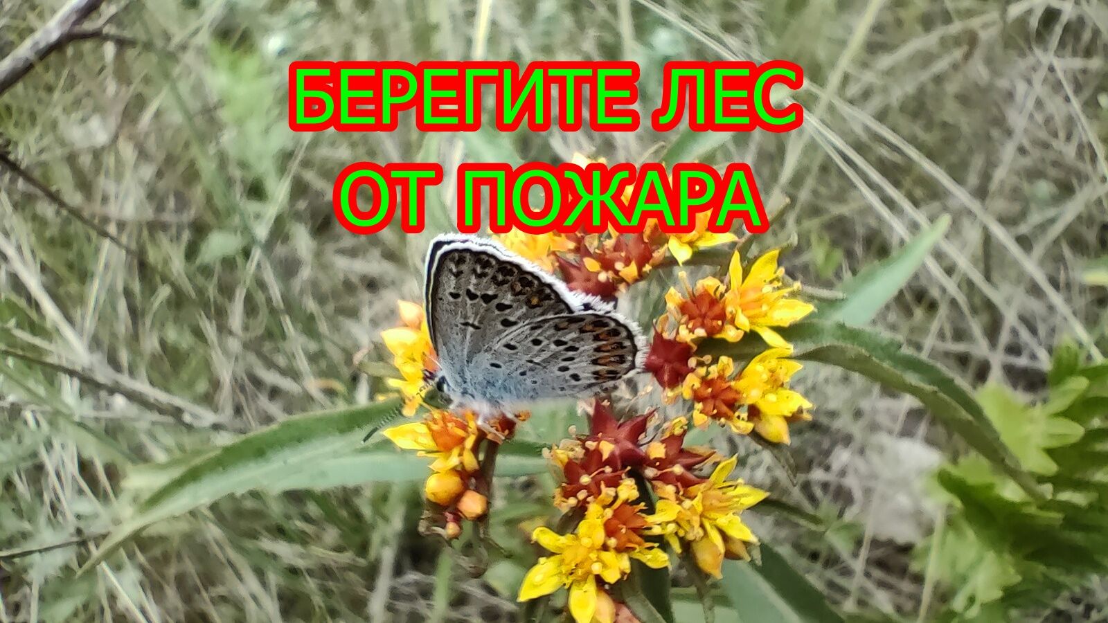 Берегите природу! Будьте осторожны с огнём! смотреть онлайн