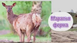Маралья ферма