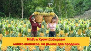 Nhất и Хуонг.Собираем много ананасов  на рынок для продажи