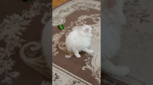 эксперимент с моим котом ставки на 0.25