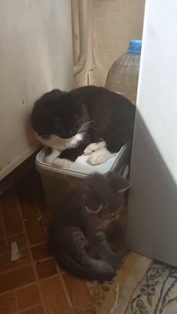 Мой Кошки 😼 спрятались ❤️ За холодильникам🧊