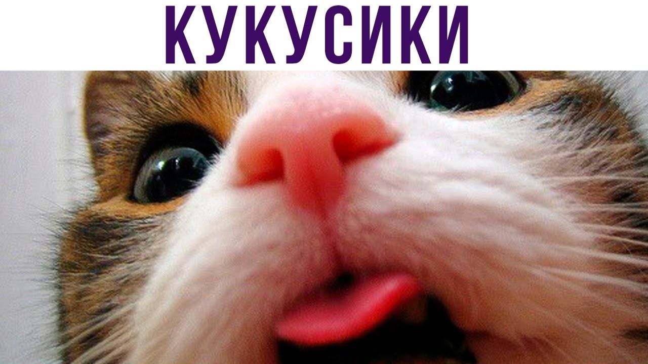 КУКУСИКИ) Испугался?) Приколы с котами смотреть онлайн