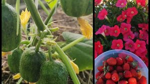 феномен природы🤷♀️// своя клубничка пошла🍓🍓🍓