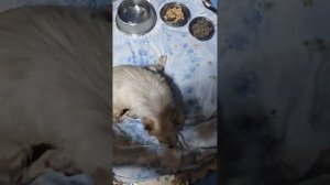 Снежок кушает стоя на всех лапках