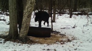 кабаны выходят на подкормку