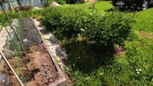Подкормка для налива и сладости клубники, головки чеснока, цветения пионов.