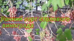 Сорт винограда «Анжелика».