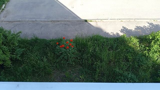 Второй пирог скоро будет готов. Начинка ещё осталась😉
А маков всё больше 🥀🥀🥀
