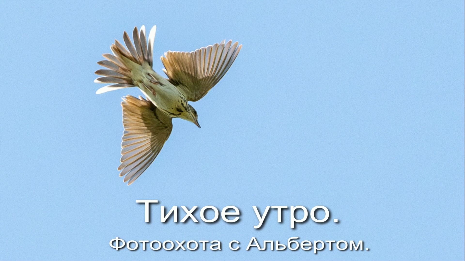 Фотоохота с Альбертом. Тихое утро. смотреть онлайн