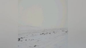 Кенгуру и австралийцы в шоке от погодных сюрпризов. Жители штата Новый Южный Уэльс делятся кадрами