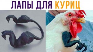 Куры - потомки динозавров!) Приколы