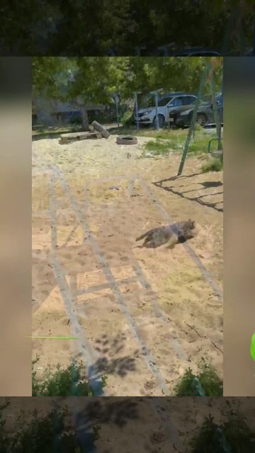 Коржик на детской площадке.