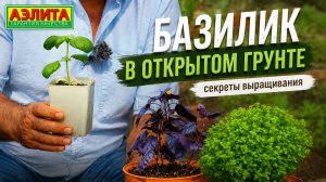 БАЗИЛИК овощной: выращивание в открытом грунте!