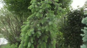 Опоры в розовом саду. Встречаем лето в Сибири