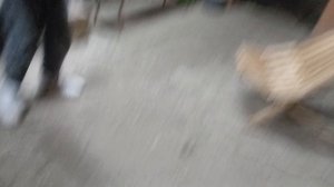 музыкальное поздравление от комаров на 1 июня...(удачный и одновременно неудачный дубль : финал )